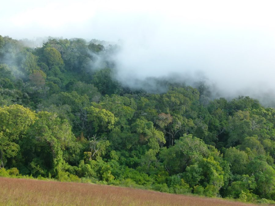 Africké horské lesy výrazně ovlivňují regulaci klima, jejich počet ale prudce klesá