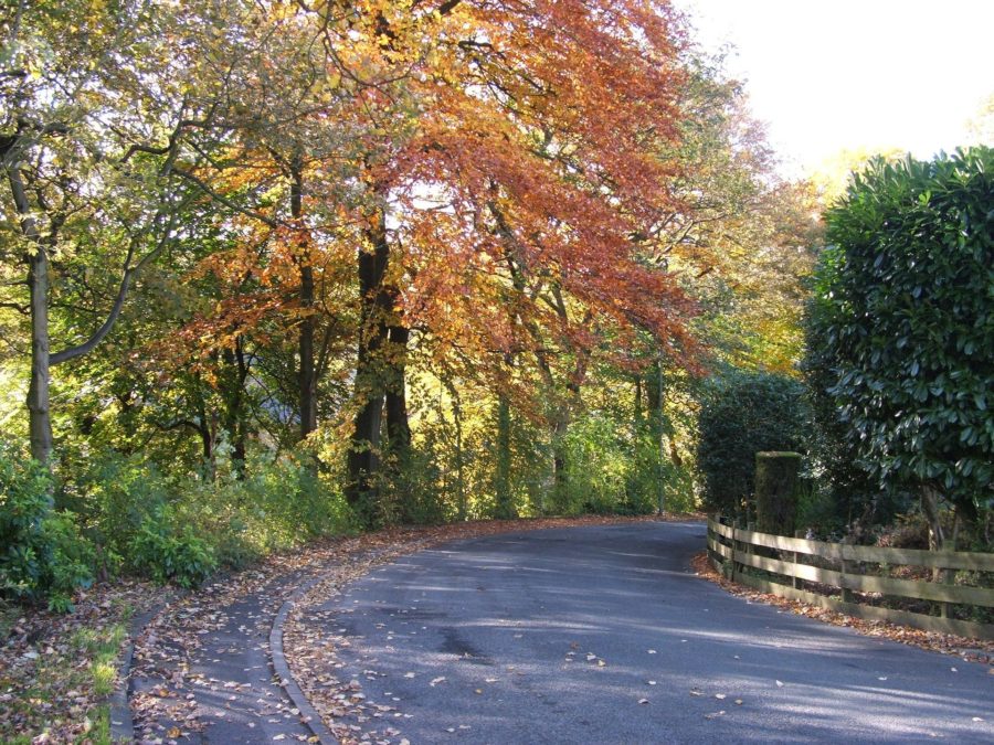 Podzim na silnicích: Pozor na srnky i kluzké plochy