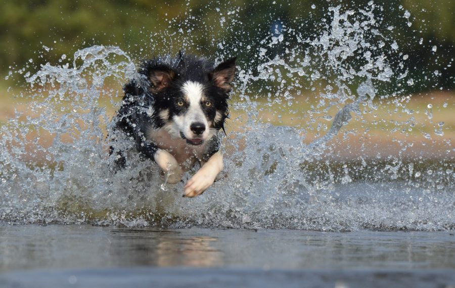 Psi v létě také trpí. Pozor si dejte na náhubek i chlorovanou vodu