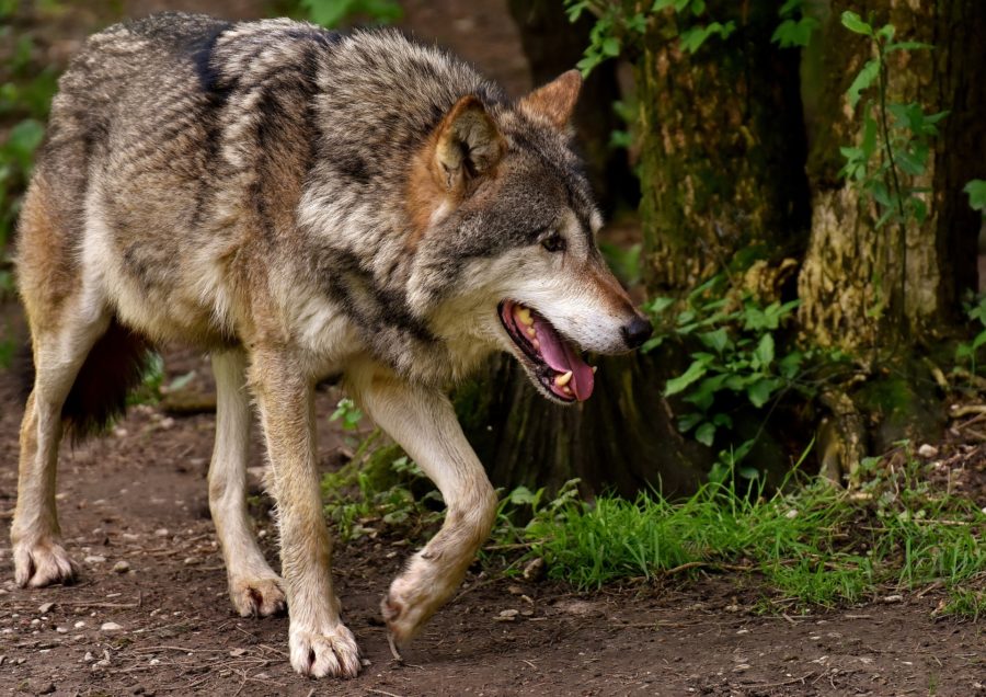 Nekrmte nám vlky, říká Správa Krkonošského národního parku