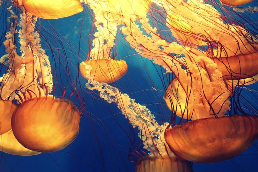 Na žahnutí medúzou pomůže platební karta i octový roztok
