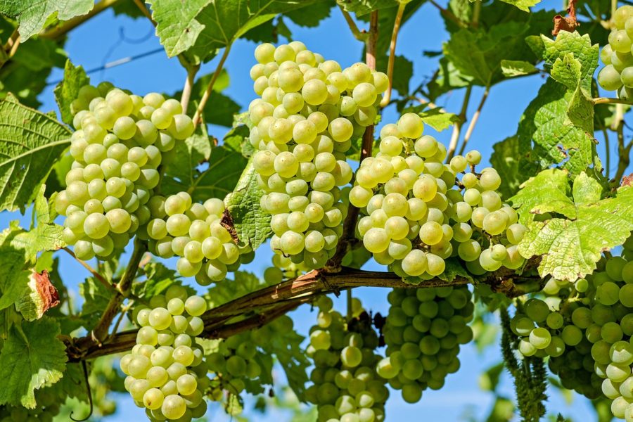 Jaké jsou tradiční odrůdy vína a k jakému jídlu se nejvíce hodí